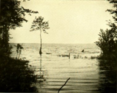 [The Lake of the Dismal Swamp]