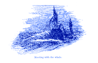 [Meeting with the whale]